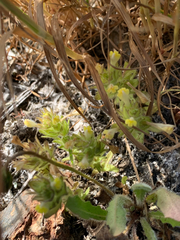Castilleja victoriae