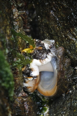 Haliotis kamtschatkana