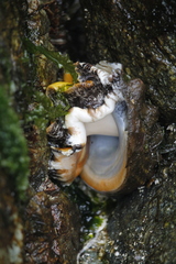 Haliotis kamtschatkana