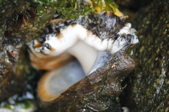 Haliotis kamtschatkana