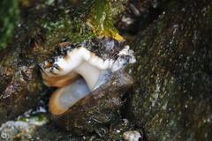 Haliotis kamtschatkana