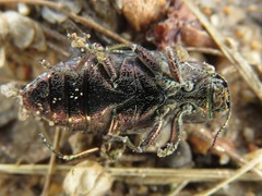 Chrysobothris femorata