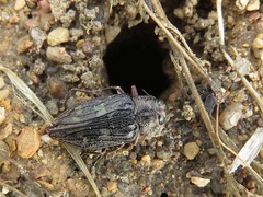 Chrysobothris femorata