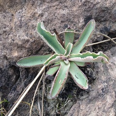 Thompsonella minutiflora