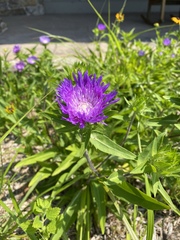 Stokesia