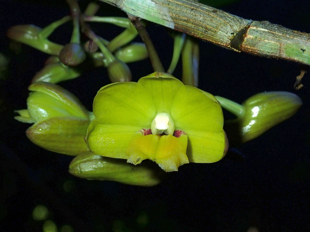 Dendrobium serena-alexianum J.J.Wood & A.Lamb