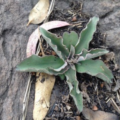 Thompsonella minutiflora