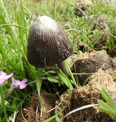 Coprinus sterquilinus