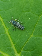 Sonronius