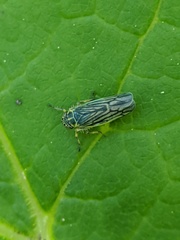 Sonronius