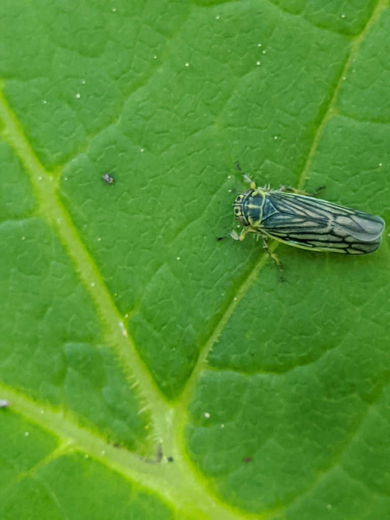 Sonronius