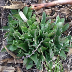 Thompsonella minutiflora