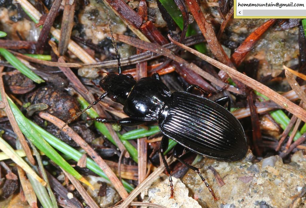 Pterostichus acutidens