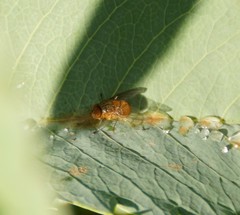Calliphora ochracea