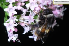 Bombus ganjsuensis