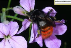 Bombus pyrosoma