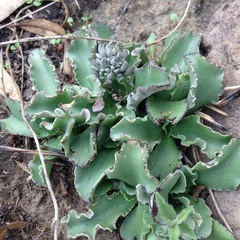 Thompsonella minutiflora