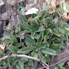Thompsonella minutiflora