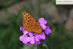 Argynnis vorax