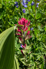 Castilleja parviflora