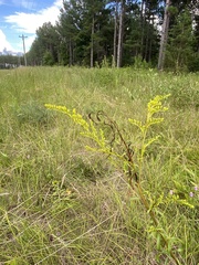 Solidago pinetorum