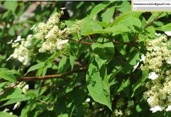 Hydrangea bretschneideri