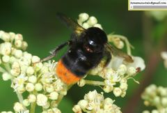 Bombus ignitus