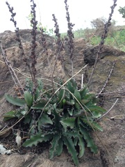 Thompsonella minutiflora
