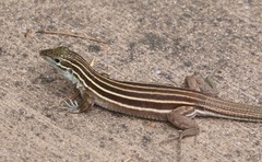 Aspidoscelis uniparens