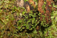 Fissidens asplenioides