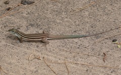 Aspidoscelis uniparens