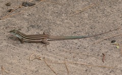 Aspidoscelis uniparens