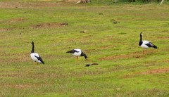 Anseranas semipalmata
