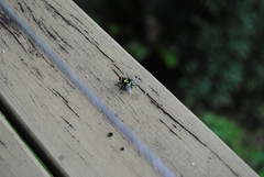 Amenia chrysame