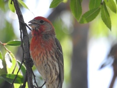 Haemorhous mexicanus