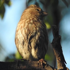 Haemorhous mexicanus