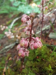 Pyrola aphylla