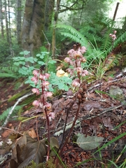 Pyrola aphylla