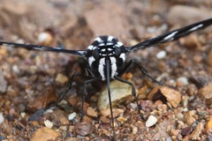 Jemadia