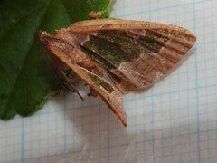 Celenna festivaria
