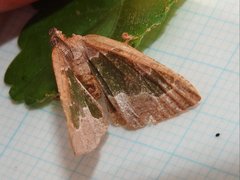 Celenna festivaria