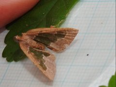 Celenna festivaria