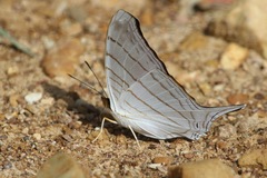 Marpesia livius