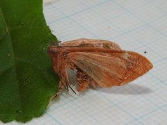 Celenna festivaria