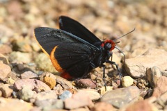 Pyrrhopyge phylleia