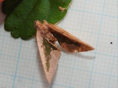 Celenna festivaria