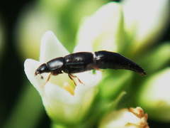 Conotelus obscurus