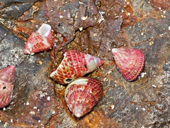 Prothalotia pulcherrima