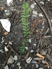 Tracheophyta