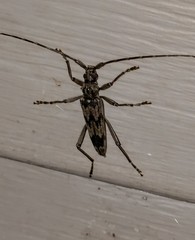 Elytrimitatrix undata